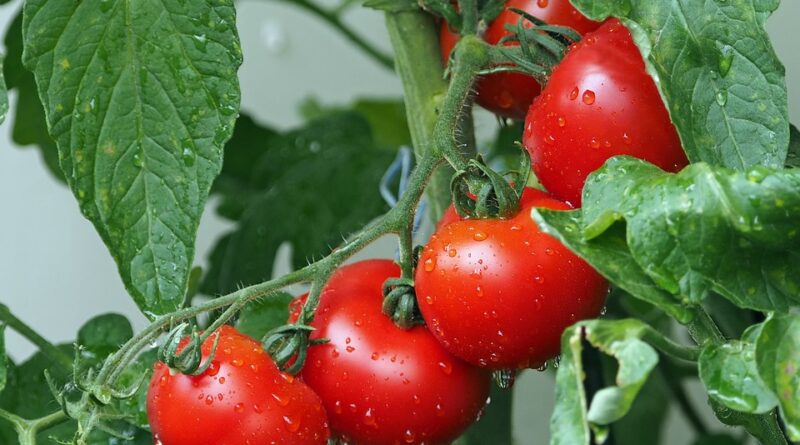 tomatoes 1561565 960 720
