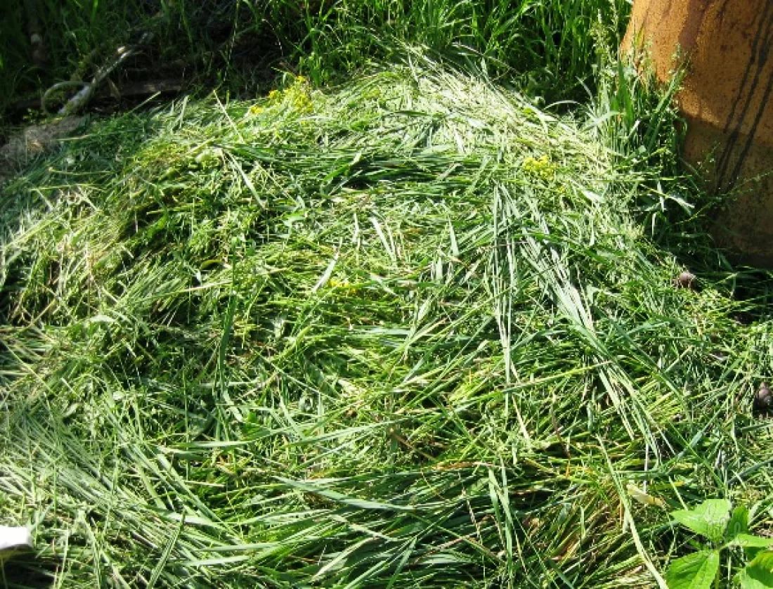 Свежескошенное сено. Мульчирование скошенной травой. Скошенная трава. Свежескошенная трава. Трава сено.