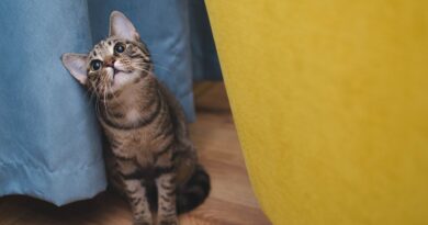 Вот как защитить елку от посягательств кошки